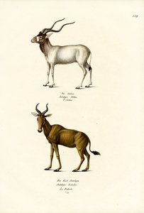 Addax, 1824 de Karl Joseph Brodtmann